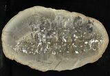 Neuropteris Fern Fossil (Pos/Neg) - Mazon Creek #89949-2